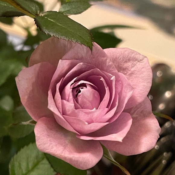 Meet your Posher, Laura - Picture 1 of 1